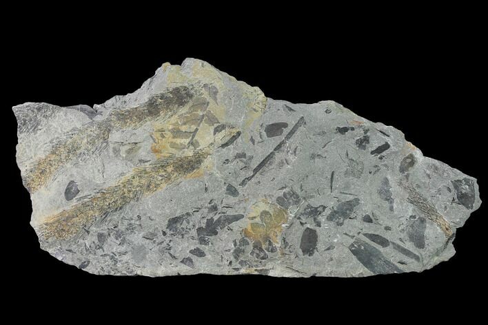 Fossil Flora (Neuropteris & Lepidodendron) Plate - Kentucky #142422